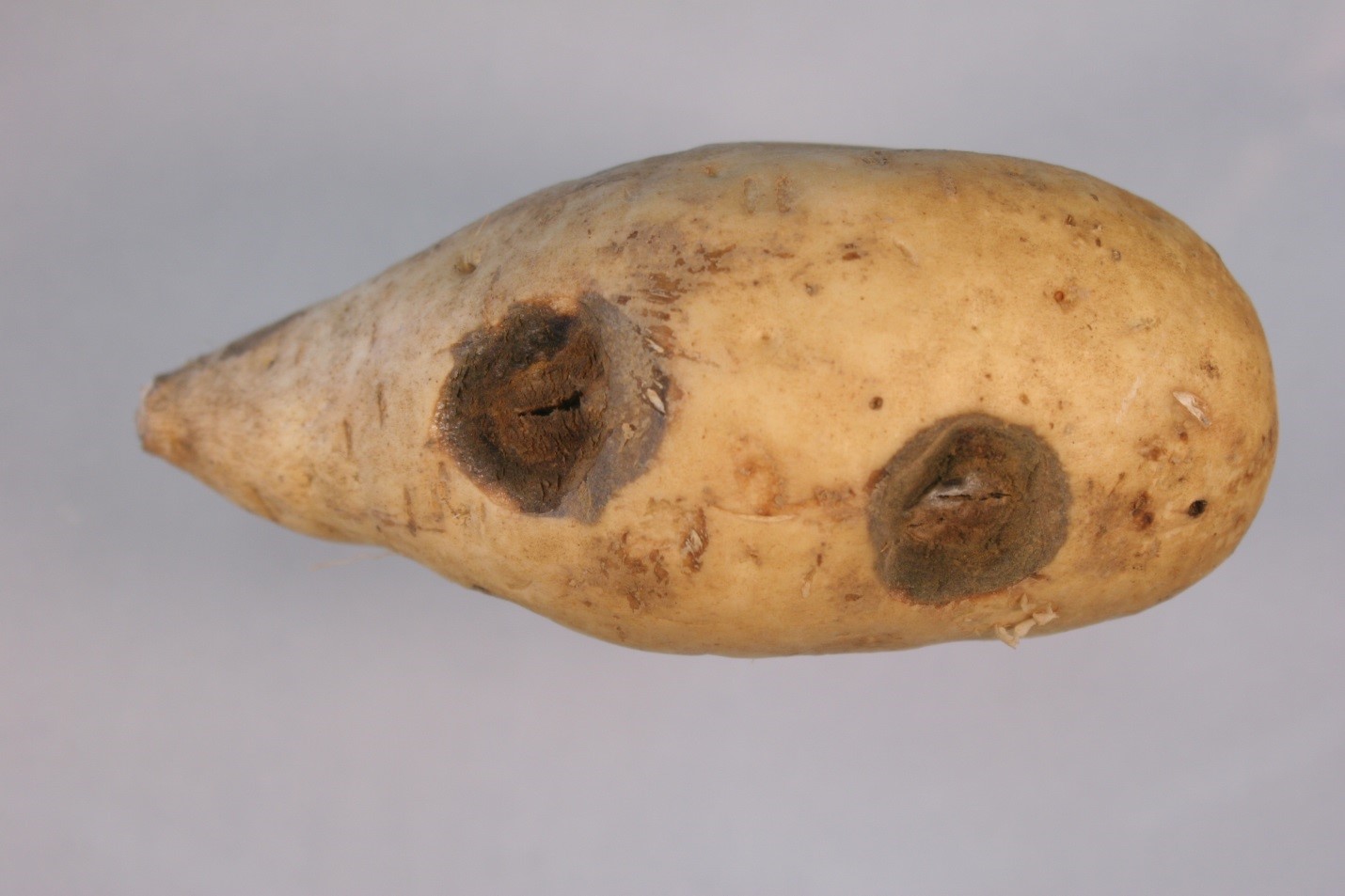 Black Rot of Sweet Potato 